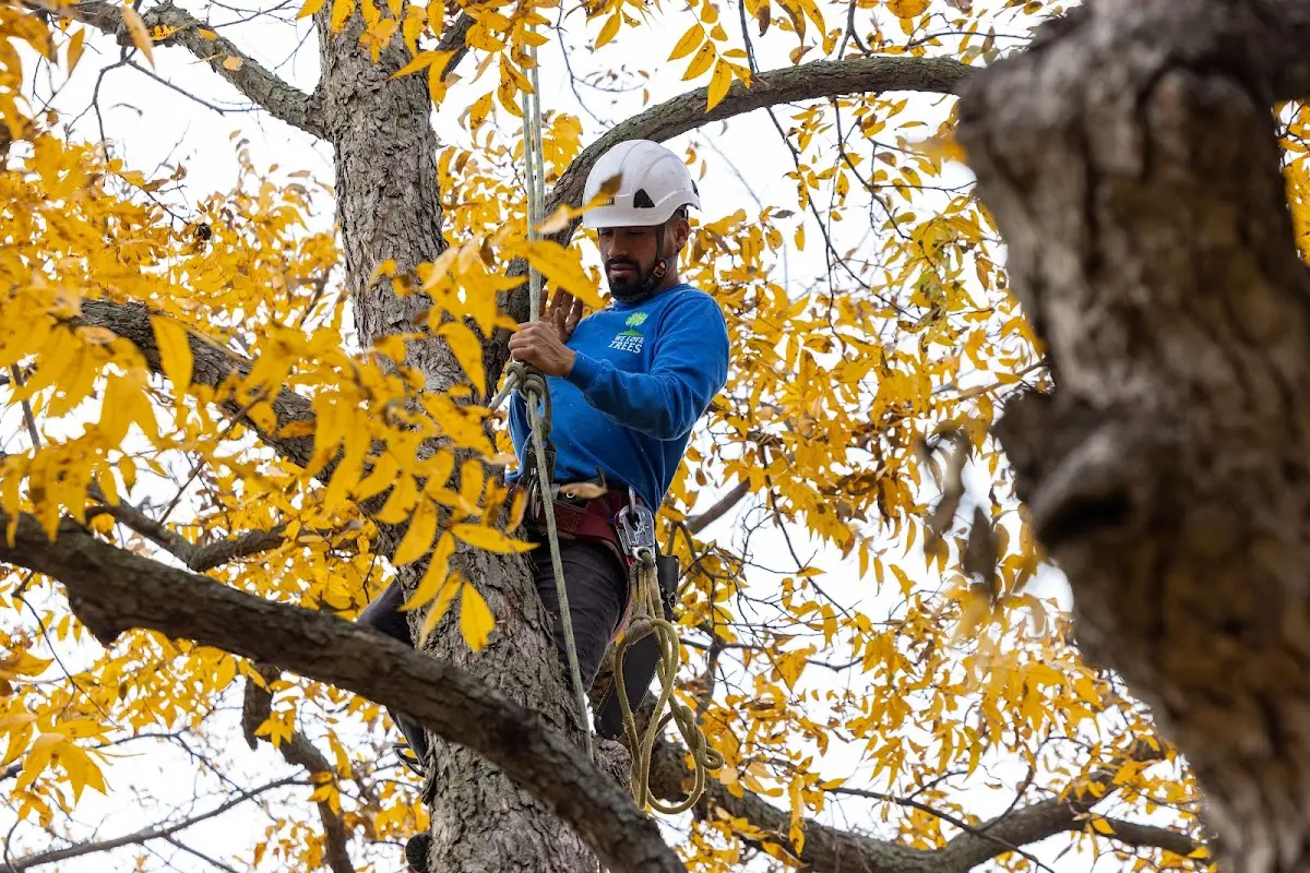 Skilled Tree Transplanting crew working in Sylvania
